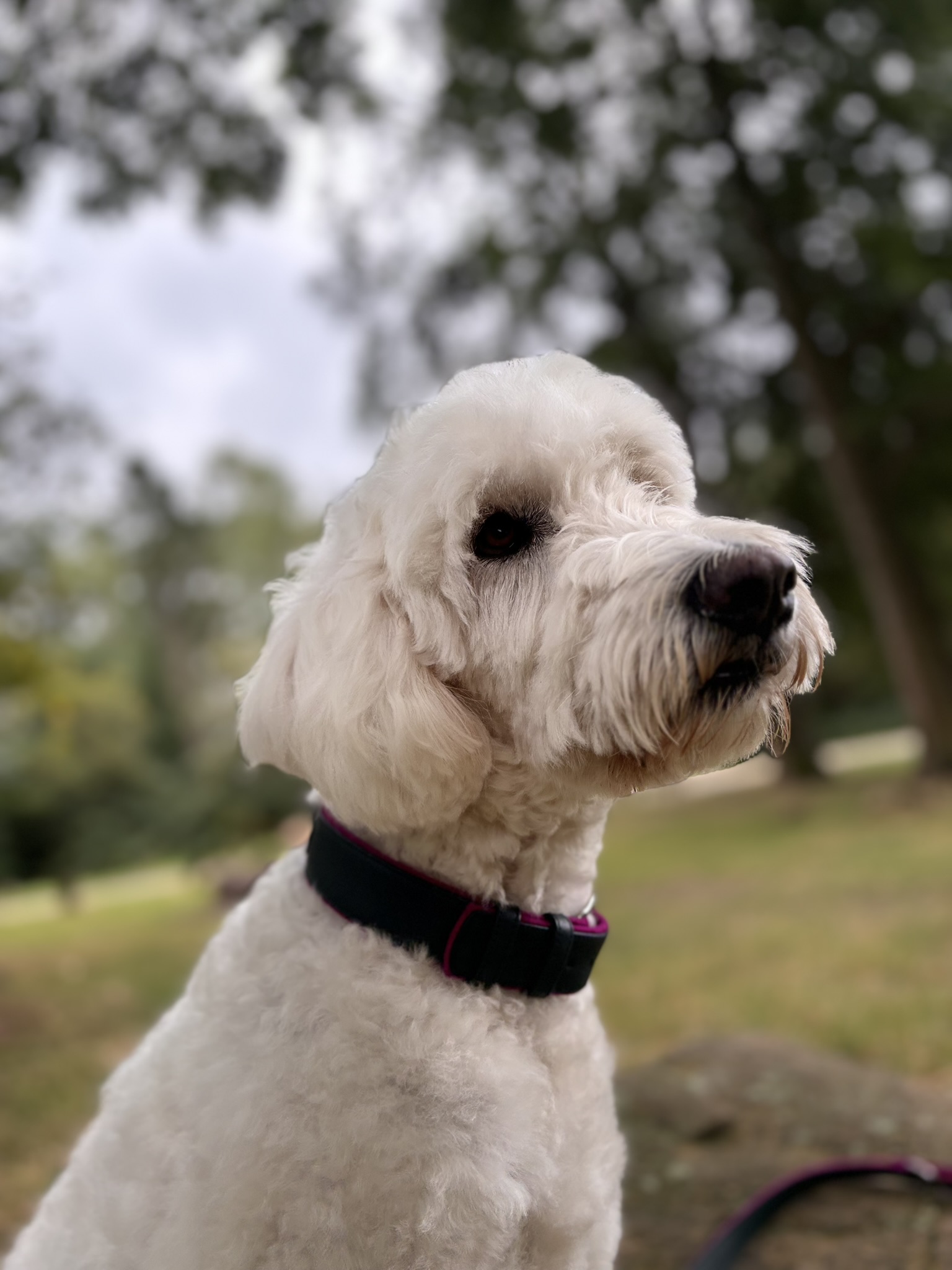 Halsband Pfingstrose