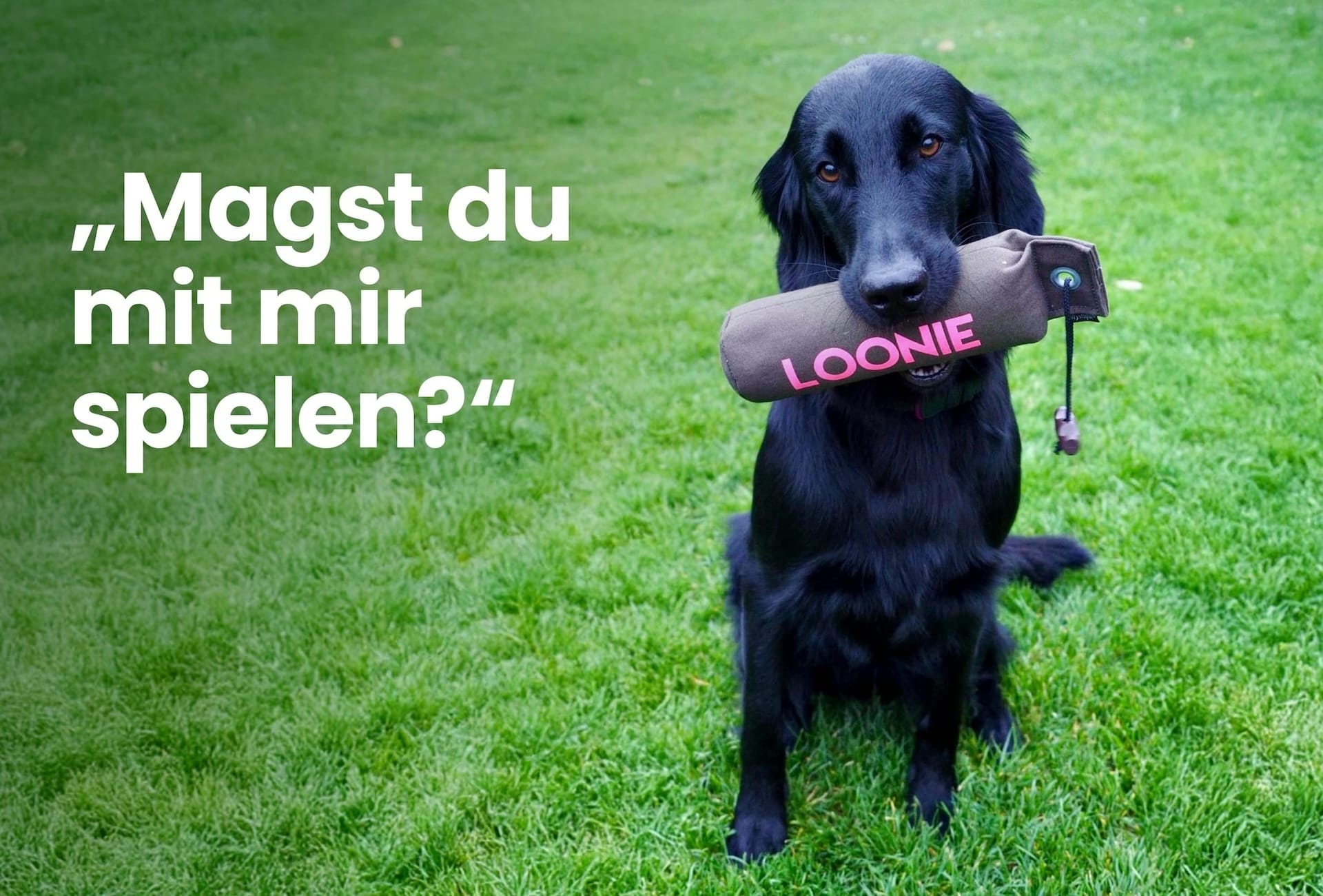 loonie_banner_loonie_dummy