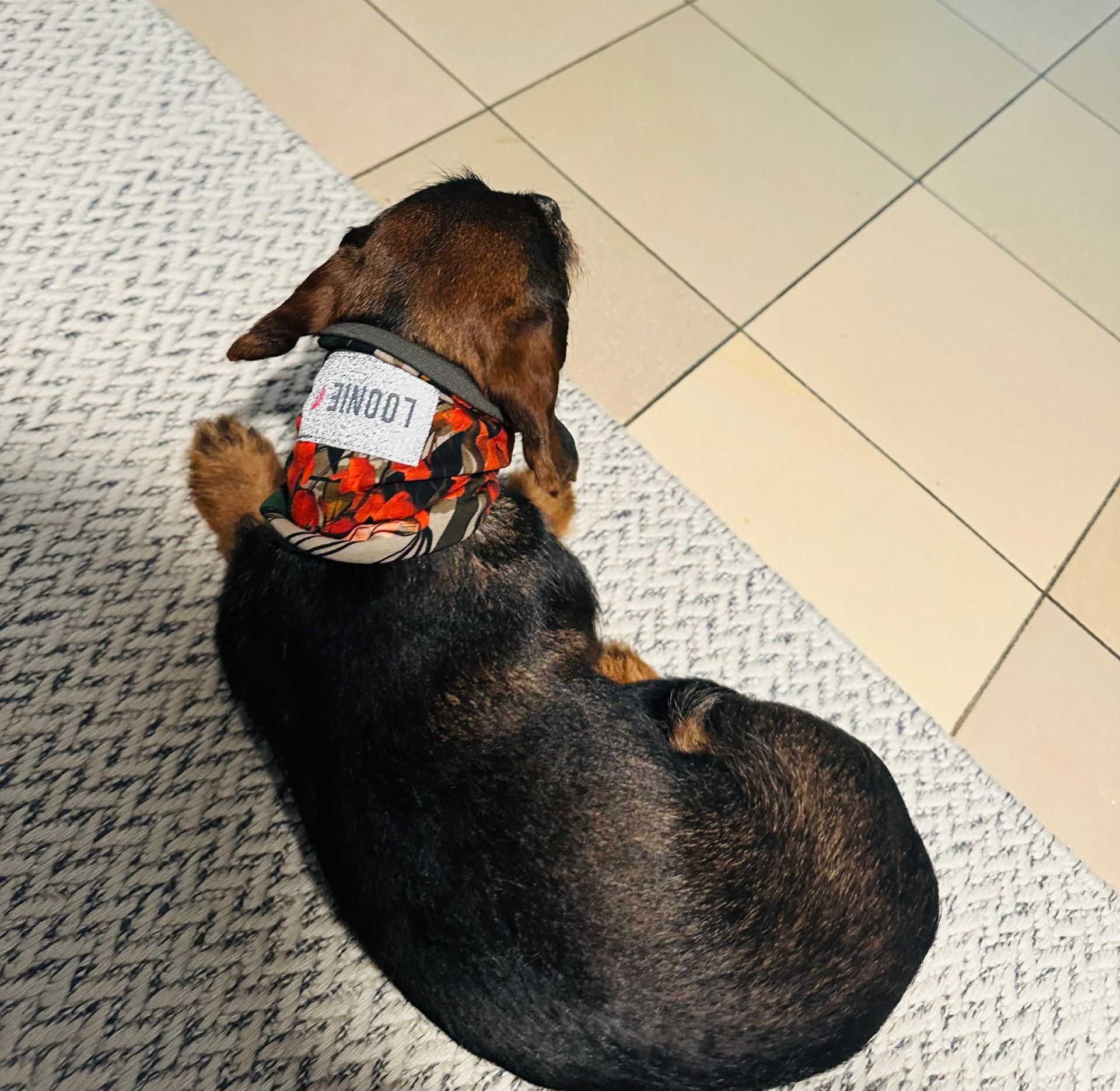 Rundschal Loopie Loop