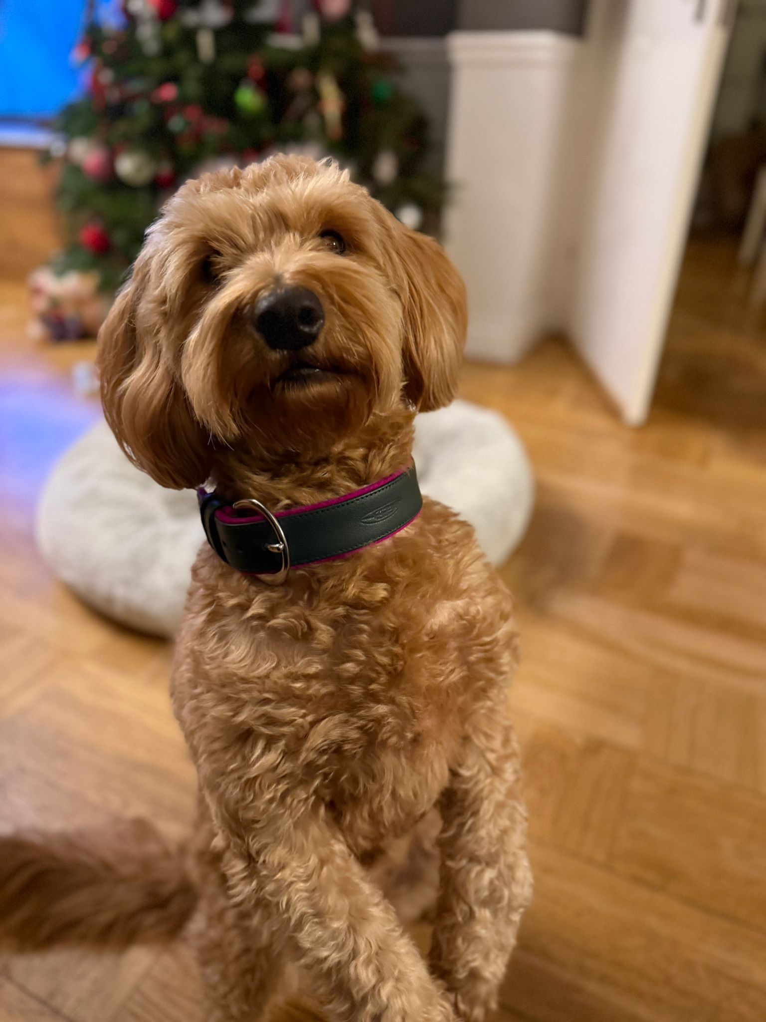 Halsband Pfingstrose