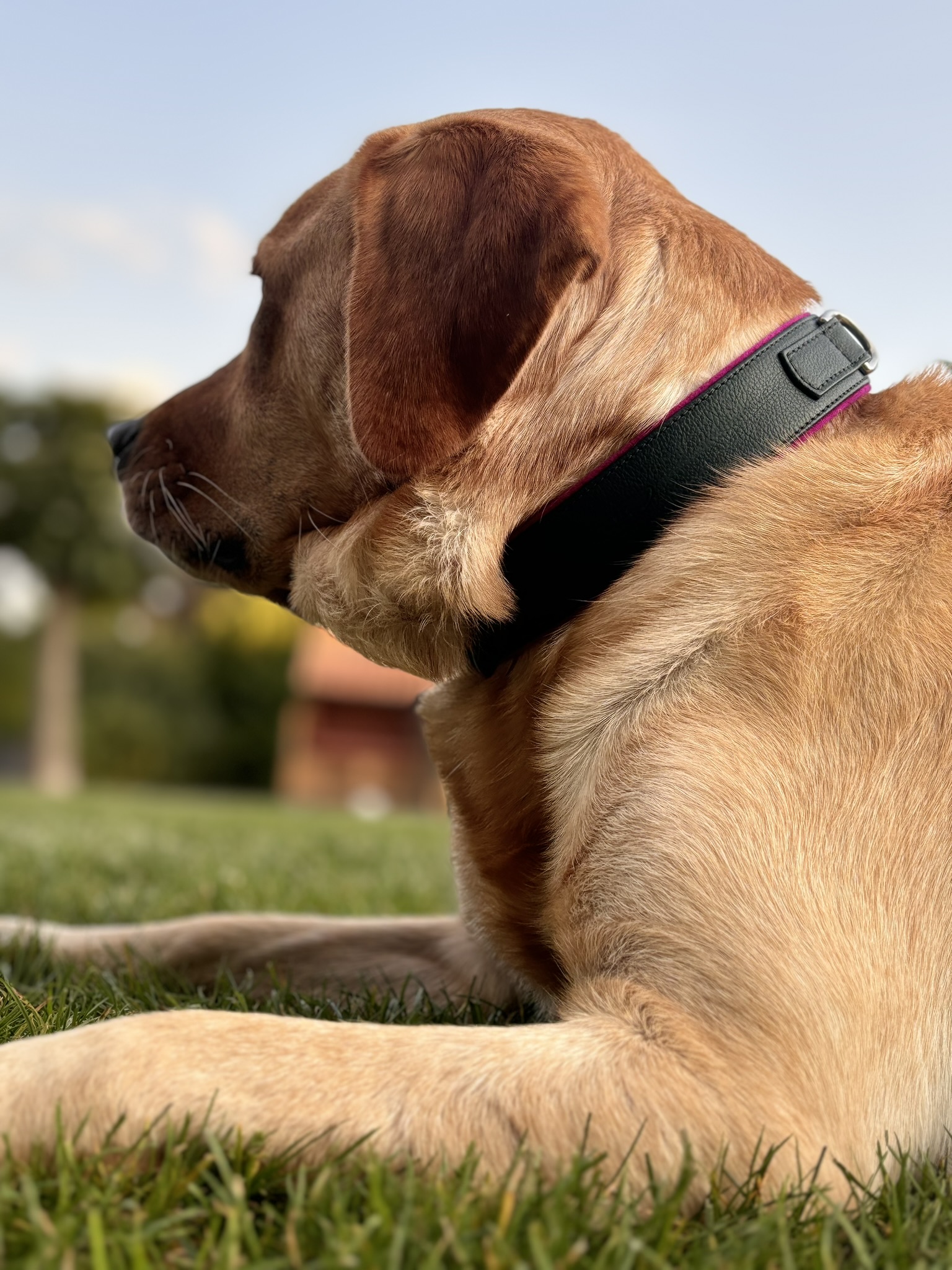 Halsband Pfingstrose